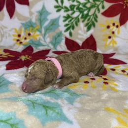 Pink Collar Girl - Apricot female Goldendoodle puppy in Pasadena, Texas from Knightsbane Standard Poodles