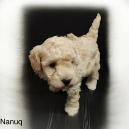 AKC Boy Nanuq 1800 NATURAL TAIL - Cream male Poodle puppy in Cartersville, Georgia from Alpha Tiny Paws
