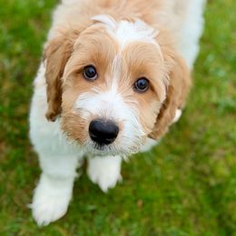 Sven - Apricot male Australian Labradoodle puppy in Stanwood, Washington from Victoria Creek Australian Labradoodles