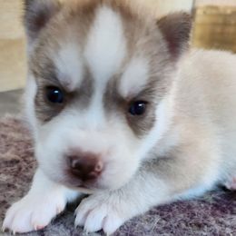 Nova - Red and white female Siberian Husky puppy in Madison, Georgia from Thornbury Kennel