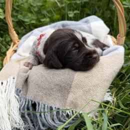 Wirehaired Pointing Griffon Puppies from Idleista Grand Chasseur