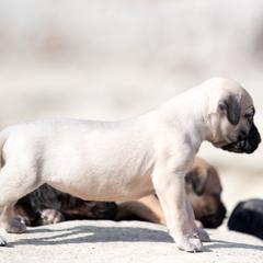 Lighter fawn girl - Fawn female Perro de Presa Canario puppy in Leitchfield, Kentucky from Rey Gladiador Presa Canario