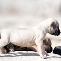 Lighter fawn girl - Fawn female Perro de Presa Canario puppy in Leitchfield, Kentucky from Rey Gladiador Presa Canario