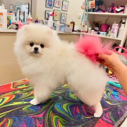 Marshi - Pomeranian