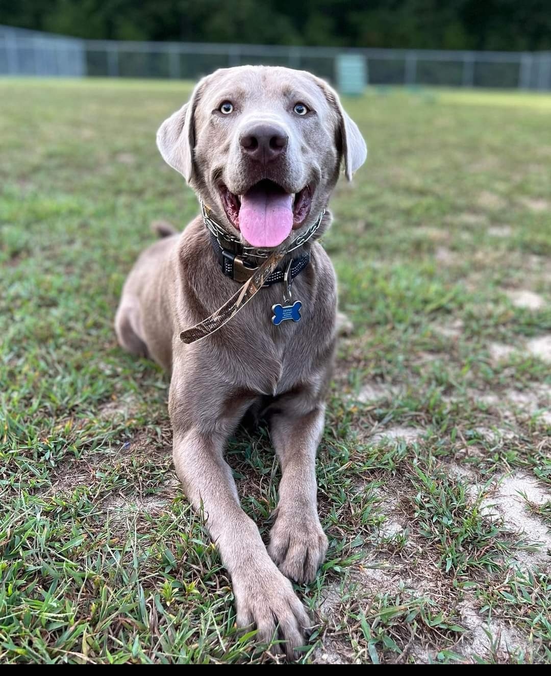 Dilute Retriever and Labrador Retriever All Grown Up from Southernend Silvers