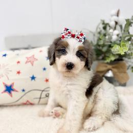 Miss America - Merle female Bernedoodle puppy in Hegins, Pennsylvania from Bubbling Springs Doodles, LLC