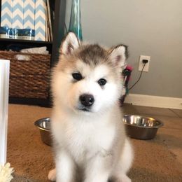 Alaskan Malamute Puppies from Sigma Alaskan Malamutes