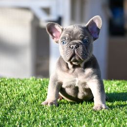 French Bulldog Puppies from Star City Frenchies