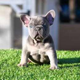 French Bulldog Puppies from Star City Frenchies