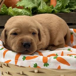 Gray - Yellow female Labrador Retriever puppy in Heath Springs, South Carolina from Rich Hill Retrievers