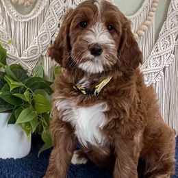 Kirby - Red  male Goldendoodle puppy in Jonesboro, Arkansas from Honeysuckle Creek Goldendoodles