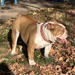 Ella - Bulldog