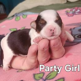 Girl 4 - Parti female Yorkshire Terrier puppy in Adams, North Dakota from Mathiasons Little Barkers