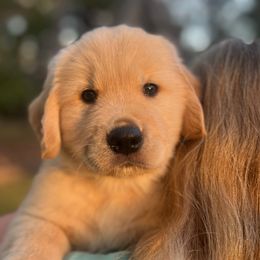 Golden Retriever puppies from Jackson Farm Kennels