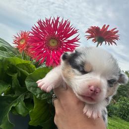 Betsy - Blue merle and white female American Corgi puppy in Payson, Illinois from Creek Farm Corgis