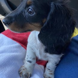 Dachshund Puppies from Angela's Dachshunds