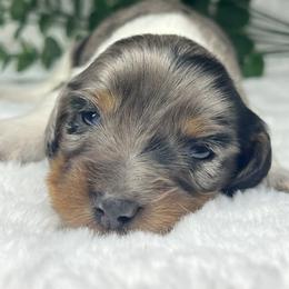 Silver bells - Dapple male Dachshund puppy in Payette, Idaho from NT Mini Doxies