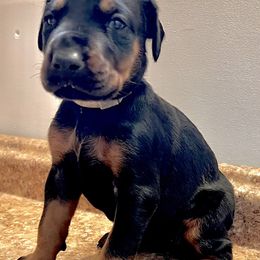 Girl 3 - female Doberman Pinscher puppy in Columbia, Maryland from Storm Cloud Doberman