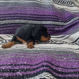 Onyx - Black and tan female Dachshund puppy in Moriarty, New Mexico from SW Doxie Hounds