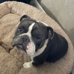 Bulldogs and Poodles from King’s Bulldogs