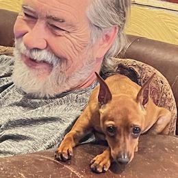 Lacey - Miniature Pinscher