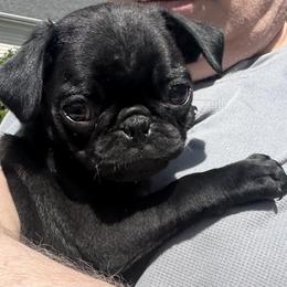 Bonnie - Black female Pug puppy in Indian Trail, North Carolina from Love Pugs