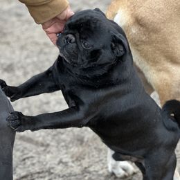 DJ - Pug