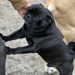 DJ - Pug
