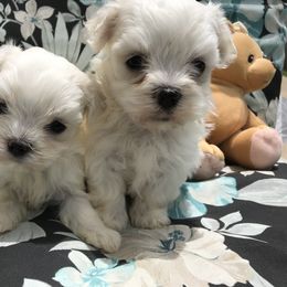 Maltese Puppies from May-Fam Maltese
