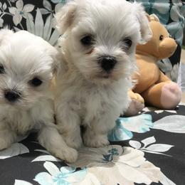 Maltese Puppies from May-Fam Maltese