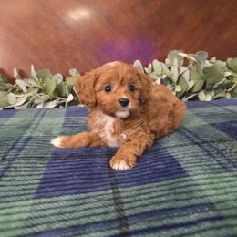 Little John - Red male Cavapoo puppy in Copan, Oklahoma from Tatums cavapoos
