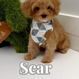 Scar - Red male Cavapoo puppy in Buford, Georgia from Petite Posh Puppies