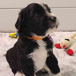 Bernedoodle Puppies from BellaDoodles