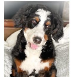 Roxy - Bernedoodle
