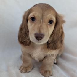 Boy 3 - Chocolate male Dachshund puppy in San Diego, California from Sweetheart Doxies LLC
