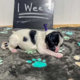 Josephine - Black and chalk female Australian Labradoodle puppy in Avon, Indiana from Forever Friends Labradoodles