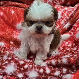 Liver and White Boy 2 - Liver and white male Shih Tzu puppy in Tenino, Washington from Dolled Up Pup