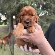 Black-Harry Potter - Mahogany male Irish Setter puppy in Franklin, Idaho from Spring Creek Irish Setters
