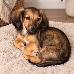 William - Sable male Dachshund puppy in Illinois from William Rotsaert