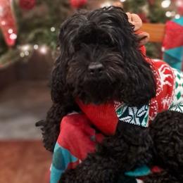 Maggie - Cockapoo