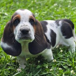 Charlie - Black brown and white male Basset Hound puppy in West Chester, Ohio from Bed-N-Bassets