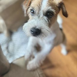 Russell Terrier puppies from Mountain Top