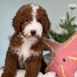 Pippa - Red  female Goldendoodle puppy in Yuciapa, California from AlltheDoodlez_