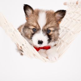 Hex - Red male Pembroke Welsh Corgi puppy in Santaquin, Utah from Blacktail Mountain Corgis