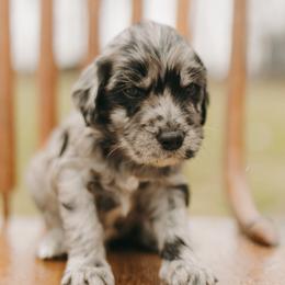 Haggard (Hag) - Blue Collar - Merle male Goldendoodle puppy in Newell, Iowa from Front Porch Goldens