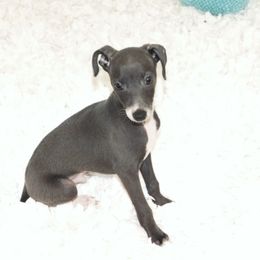 Lola Male 1 - Blue male Italian Greyhound puppy in Sparta, Tennessee from Summerwind Kennel