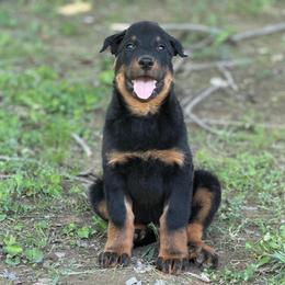 Strange color - Black and rust male Beauceron puppy in Floyd’s Knobs, Indiana from Birdwing Beaucerons
