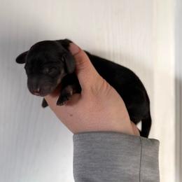 Batman - Black and cream male Dachshund puppy in Greenfield Center, New York from Ridgeview Springers & Dachshunds