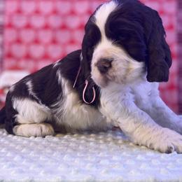 Carla - White and liver female English Springer Spaniel puppy in Crawford, Tennessee from Lilly Lane Spaniels