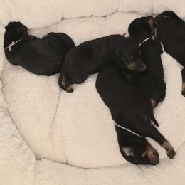 Manchester Terrier Puppies from MosaicManchesters.com